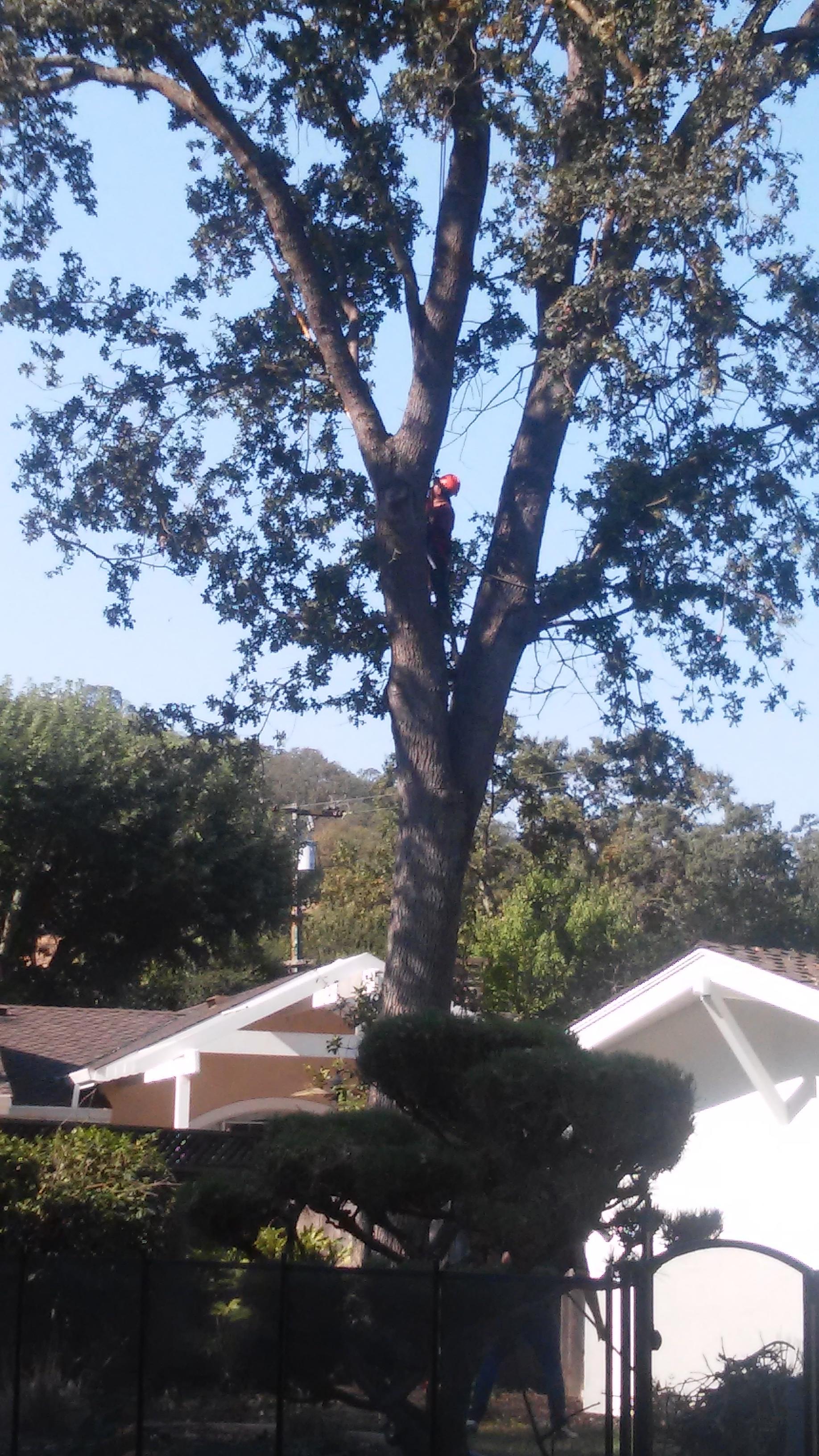 La Canada Tree Service Fremont Read Reviews + Get a Bid BuildZoom