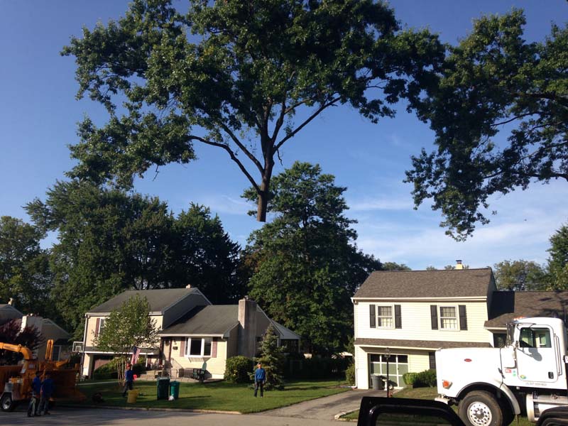 Kingkiner Tree Service PA Read Reviews + Get a Bid