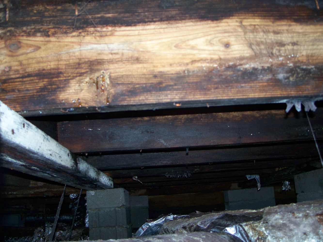 Crawlspace moisture damage- Don't let this happen to you. We can help.