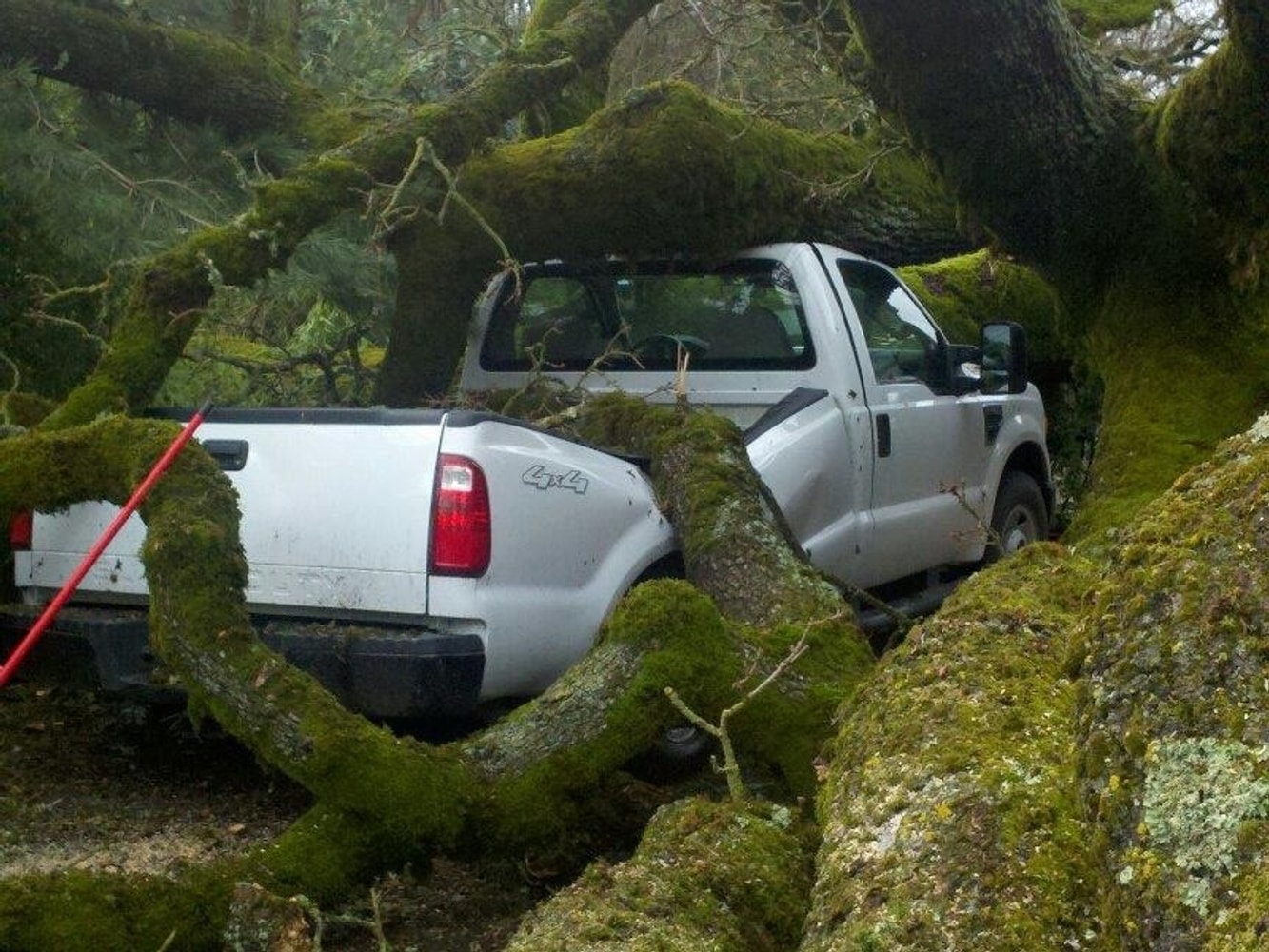 Photo(s) from Top Of The Morning Tree Care
