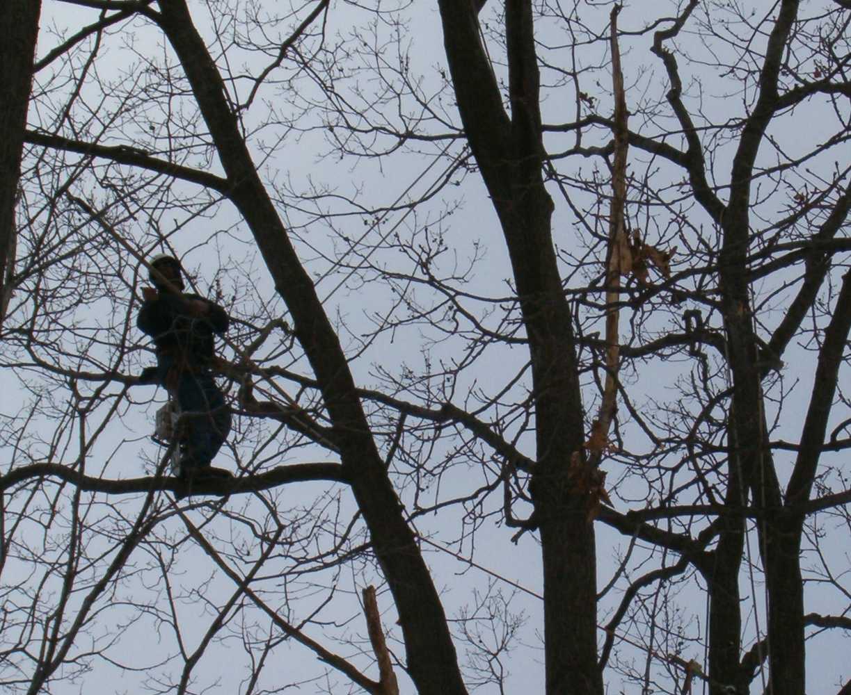 Photo(s) from Vaughan's Tree Service Inc