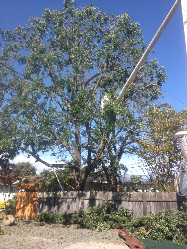 Photo(s) from Fosec Jr Tree Service Inc