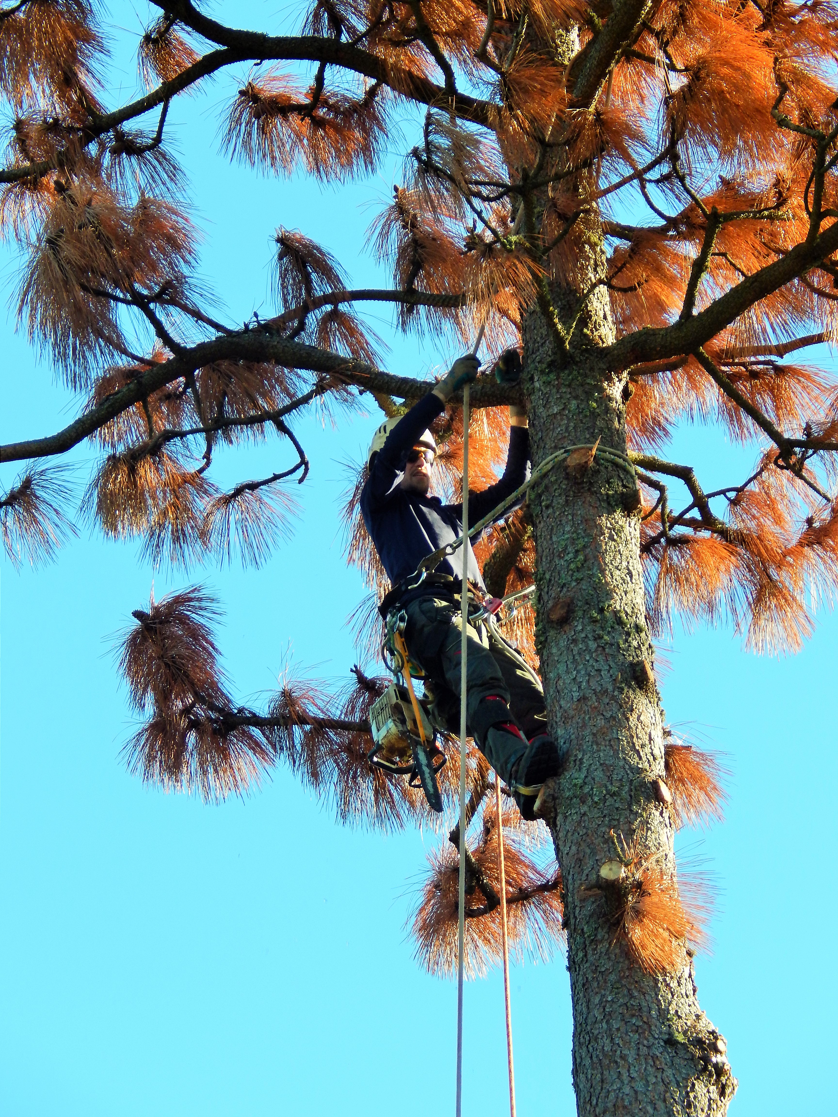 Tree Care Cascadia Llc