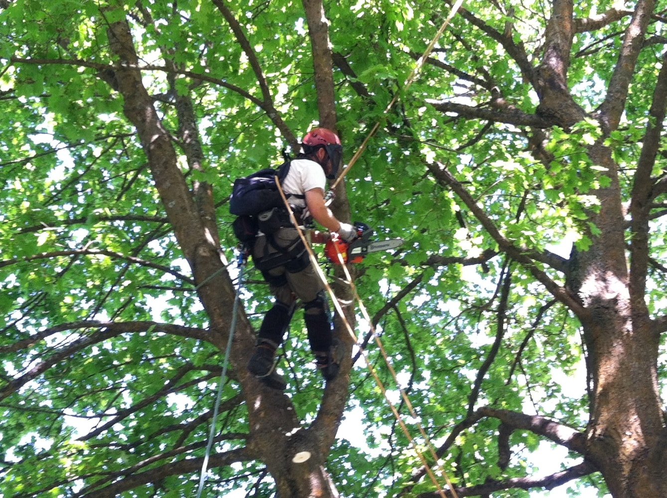 Photos from Bruces Tree Service