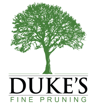 Dukes Fine Pruning