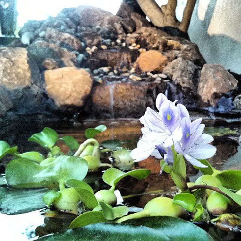 Hoopster Haven in Novato, Ca.