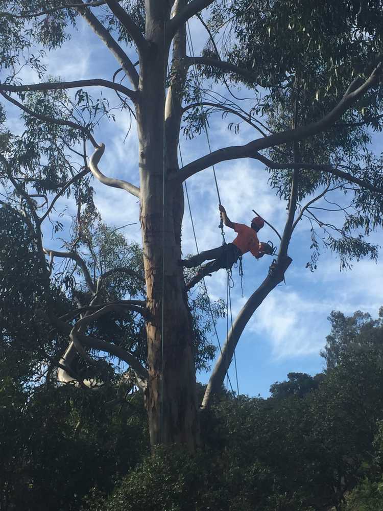 Photos from Fire Shield Brush Clearance