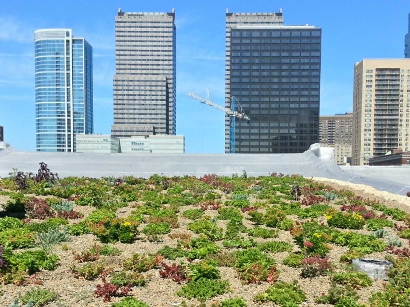 Vegetated Roofs