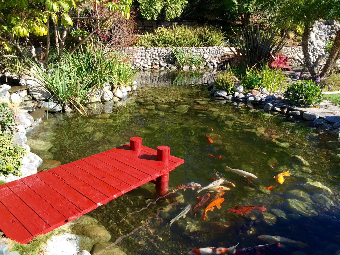 Photo(s) from Koi Masters Usa Inc