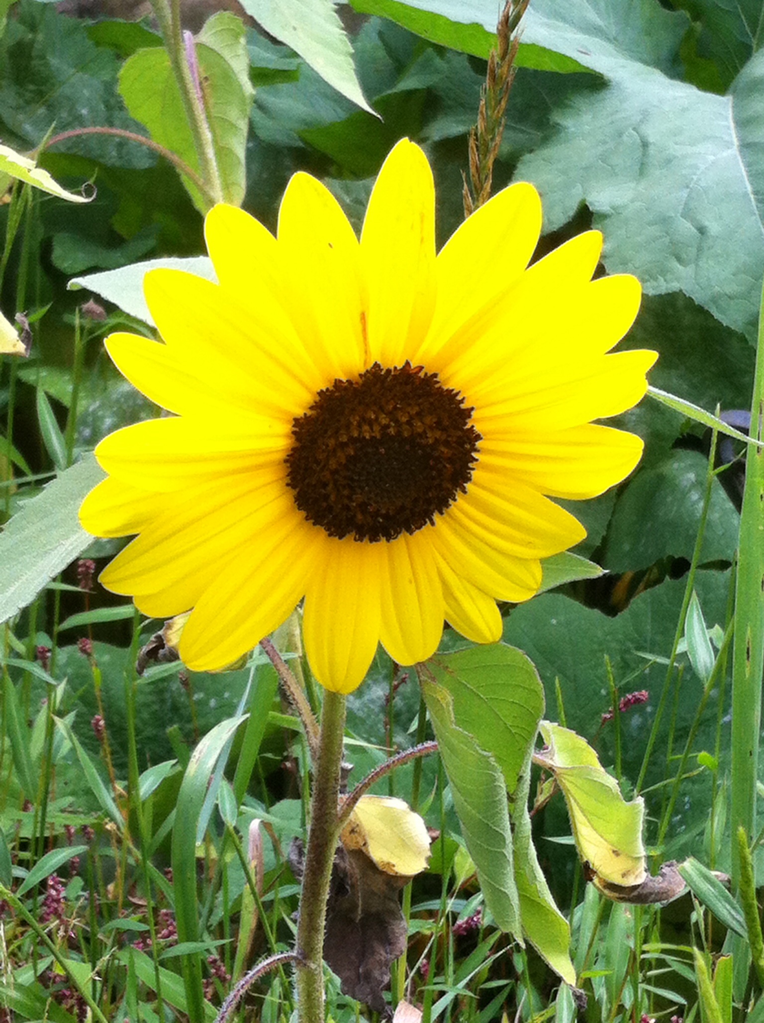 Payneless Enterprises