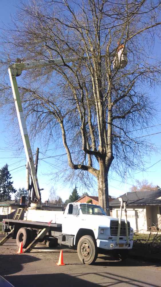 Photo(s) from Simonson Tree Service Llc