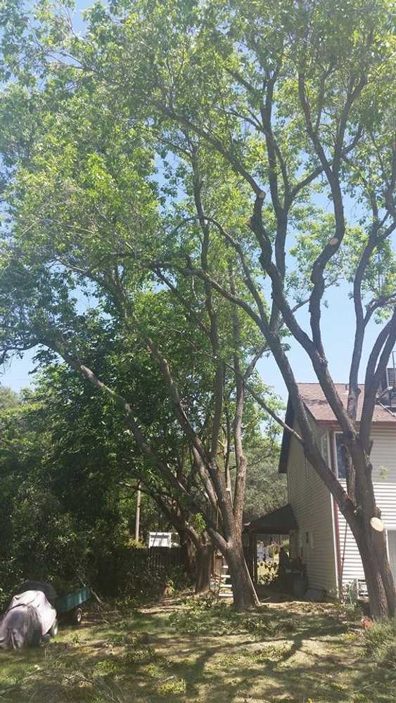 Photo(s) from California Tree Experts