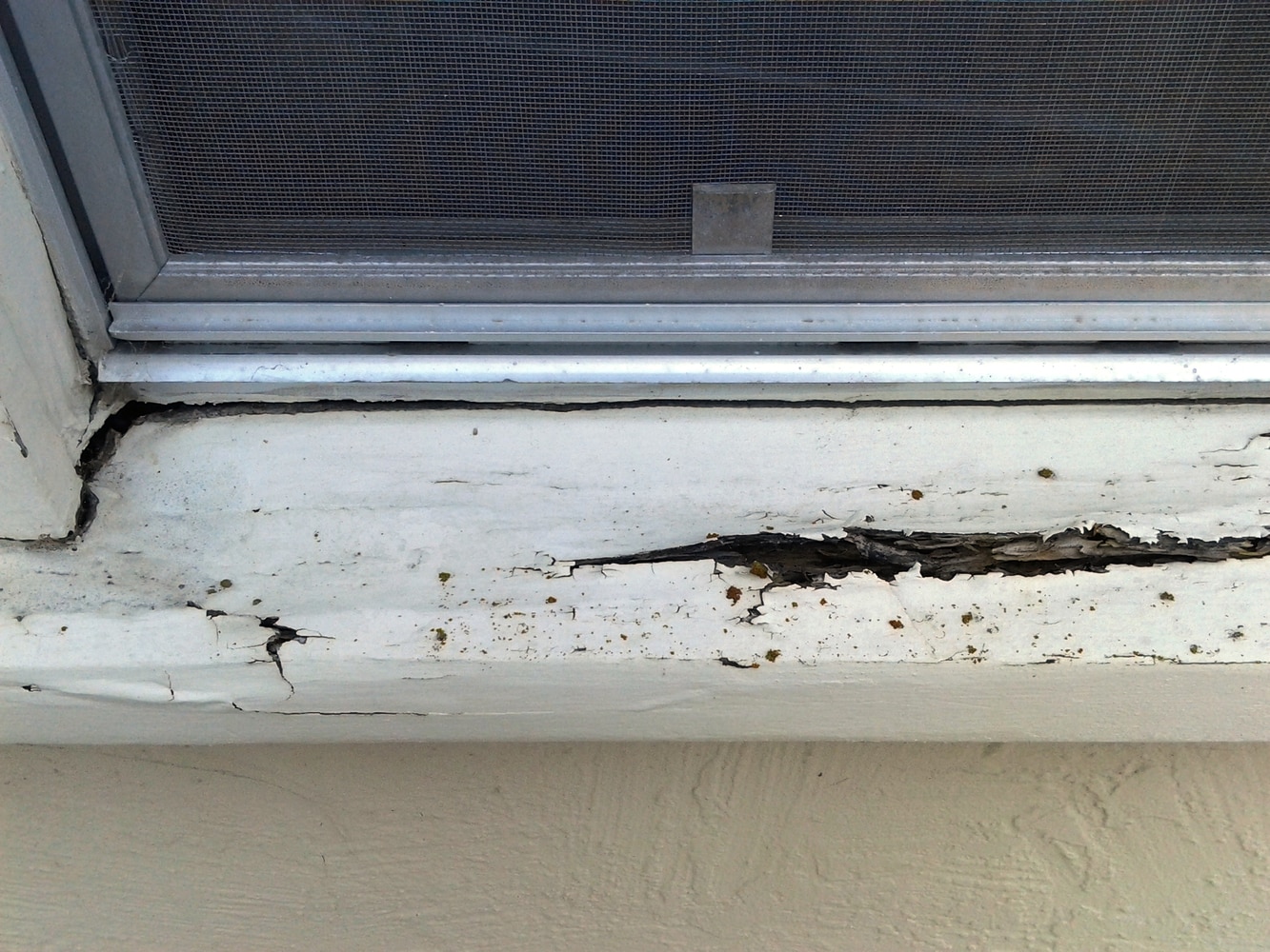 Dry Rot Repair