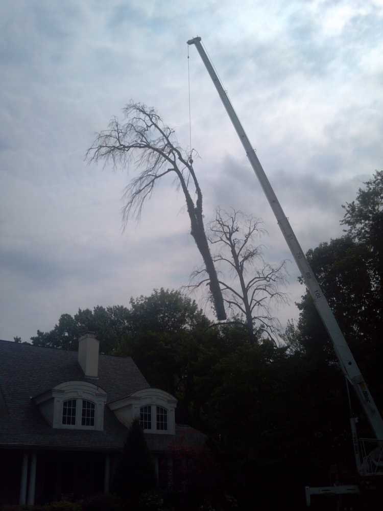 Utilizing a crane to remove a rotten tree in Ridgewood NJ