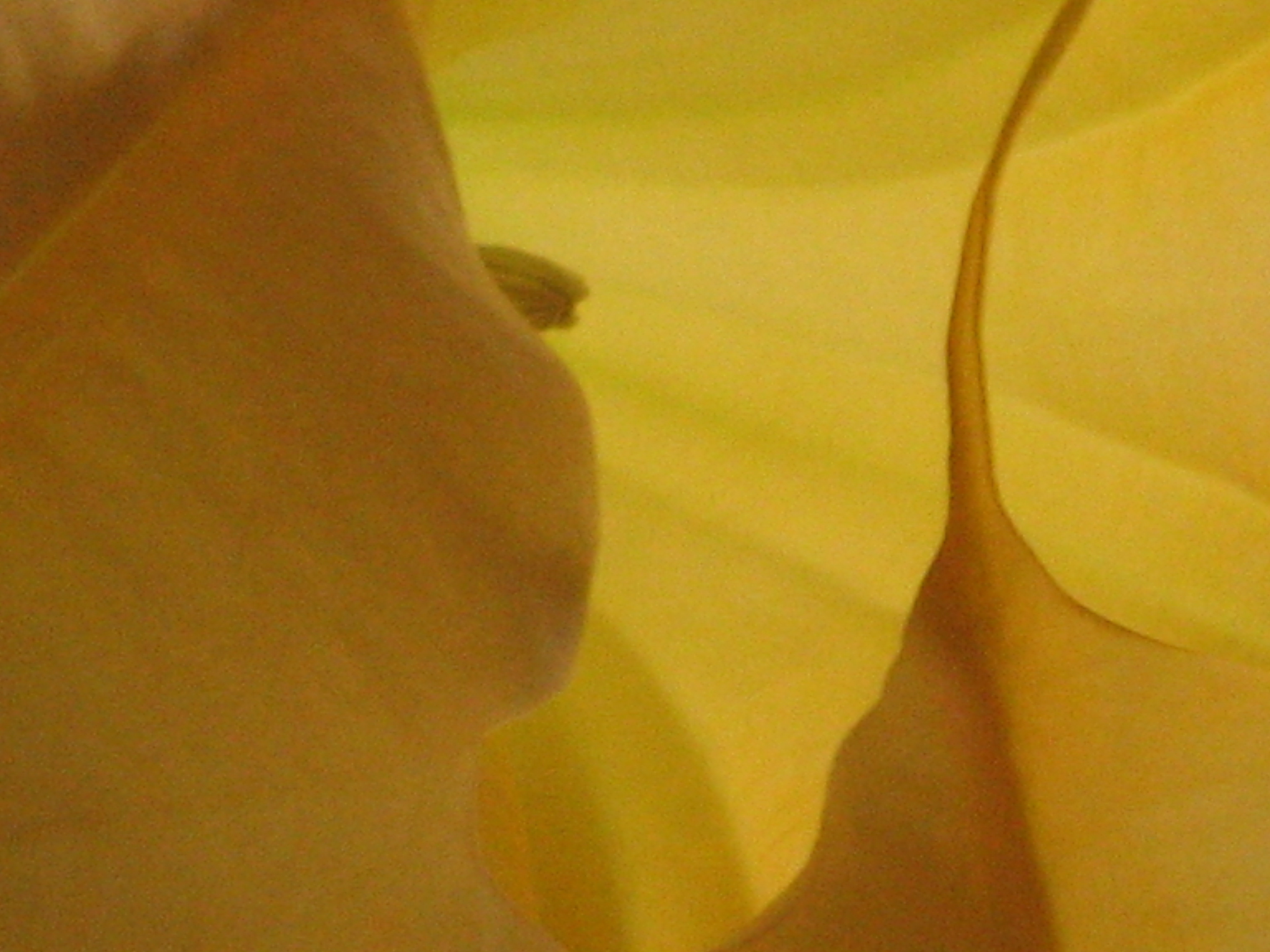 Frank Jaffe Landscape Services