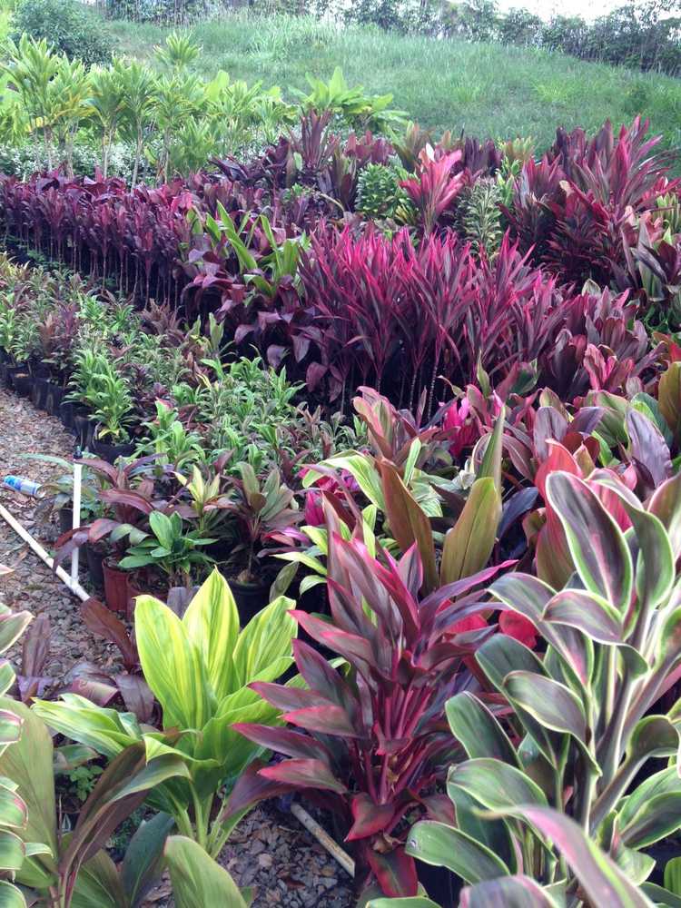 Photos from Kauai Hydroseed & Landscape Llc