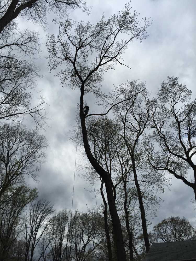 Utilizing a crane to remove a rotten tree in Ridgewood NJ