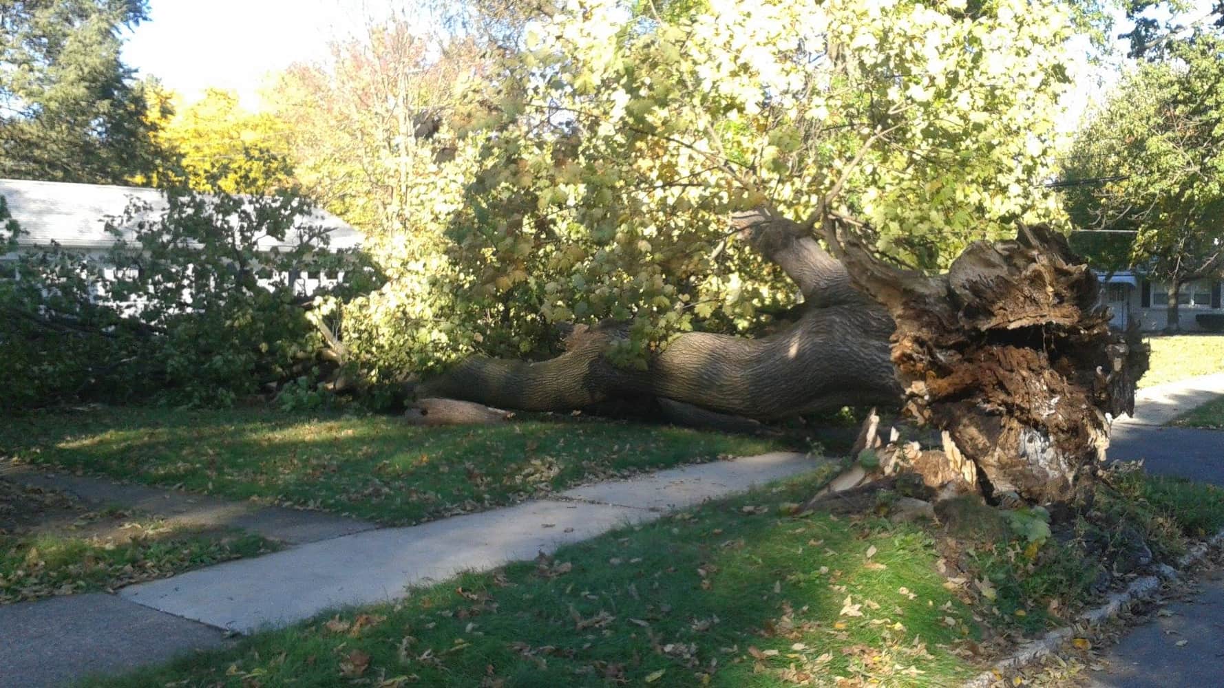 Photo(s) from Anthonys Tree Care