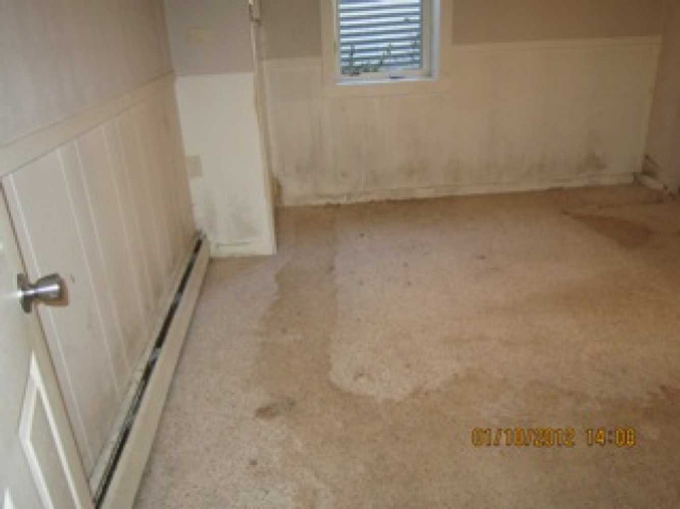 Carpet & Paint To Mold Remediation 