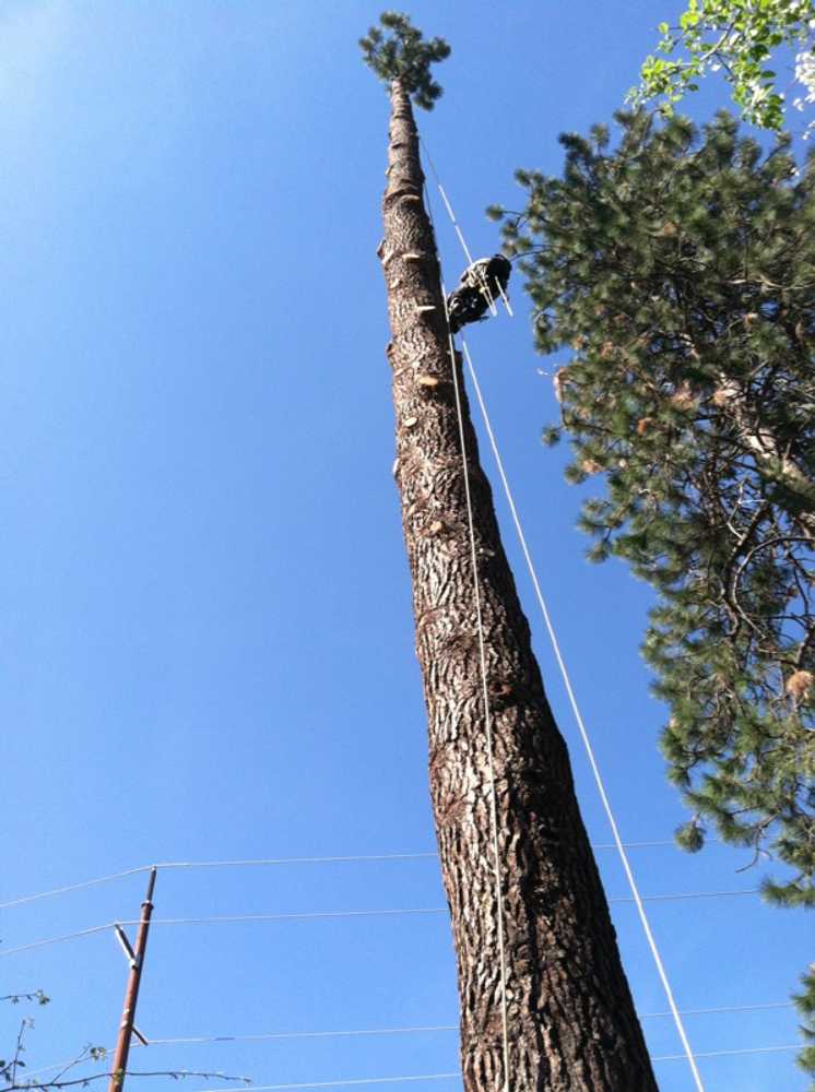 Photos from Bruces Tree Service