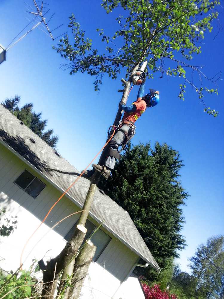 Photo(s) from Dominant Tree Service LLC