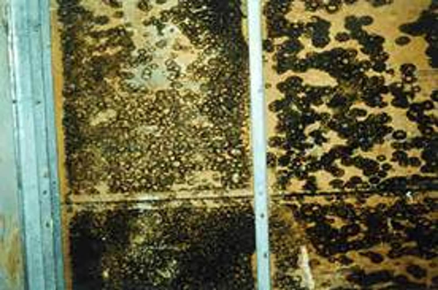 Photo(s) from Global Prevention Services, Inc.