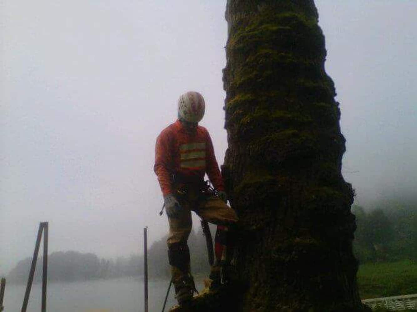 Photos from Gaea Tree Service & Roofing