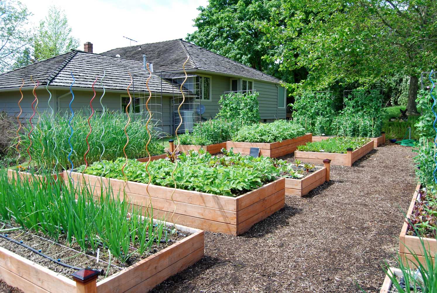 20 raised beds in a rural area