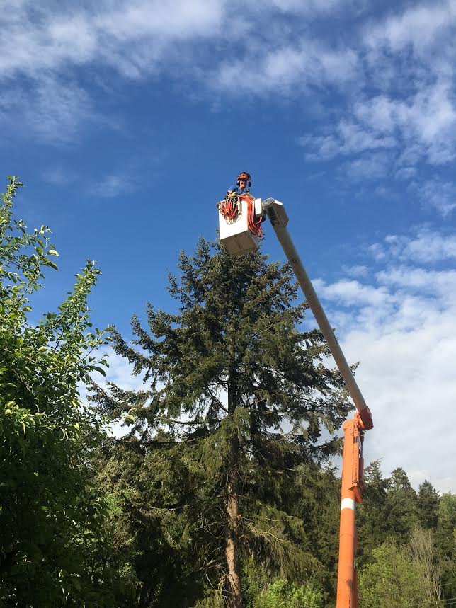 Murphy Tree Service