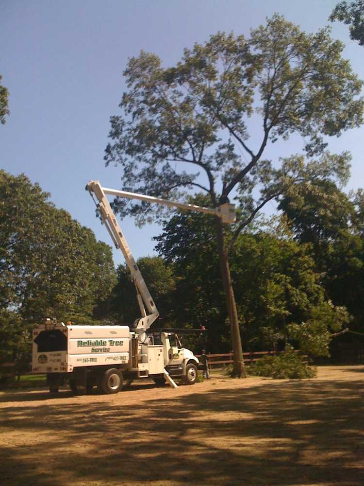 Photo(s) from Reliable Tree Service Inc