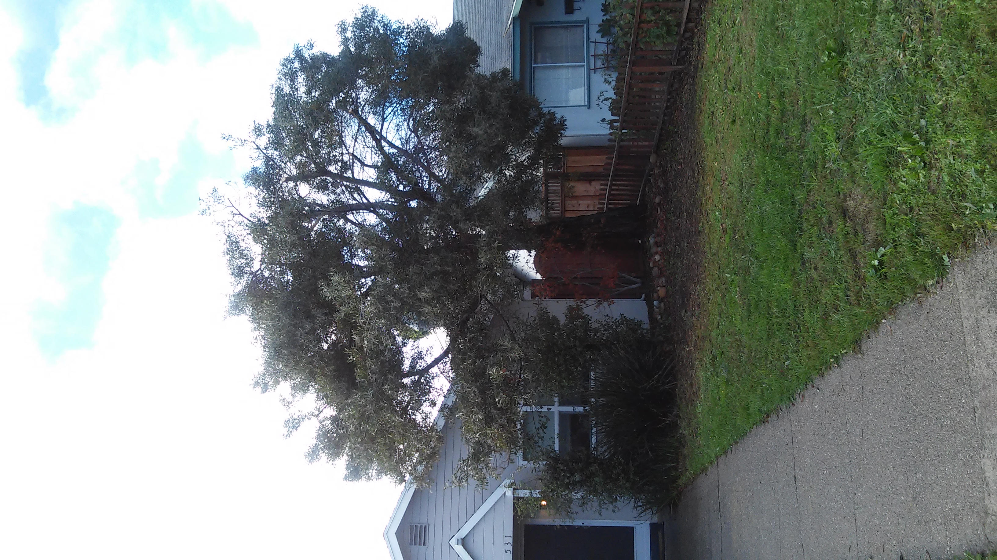 La Canada Tree Service