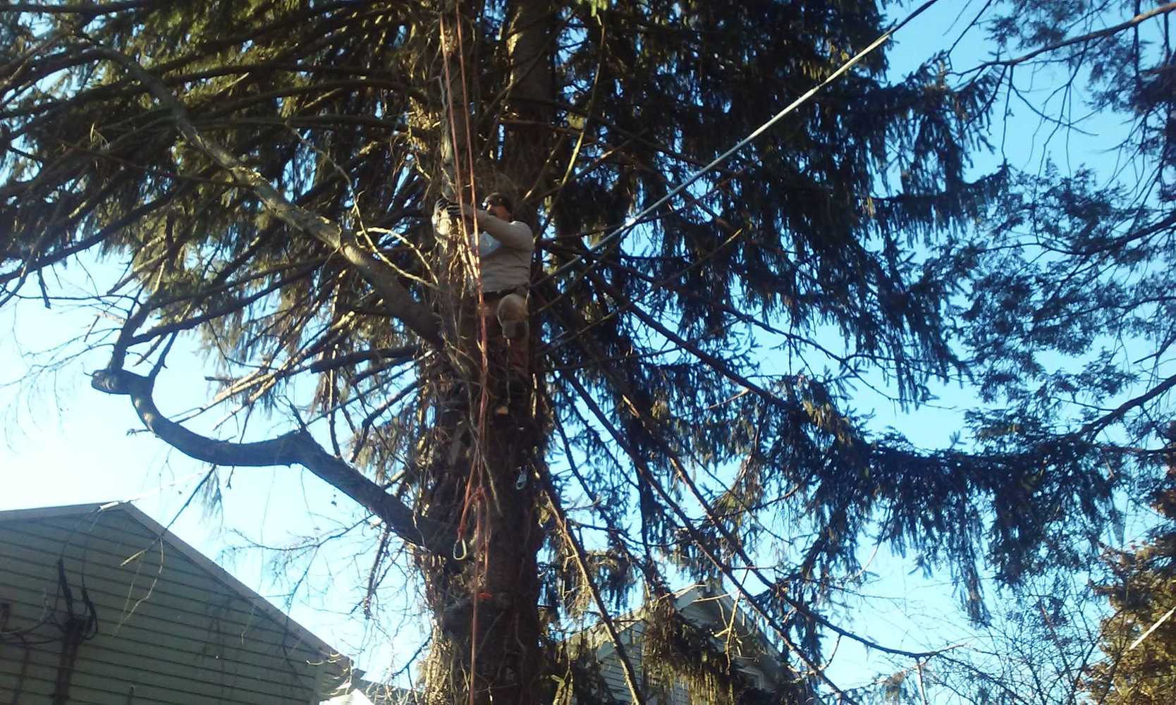 Photo(s) from Anthonys Tree Care