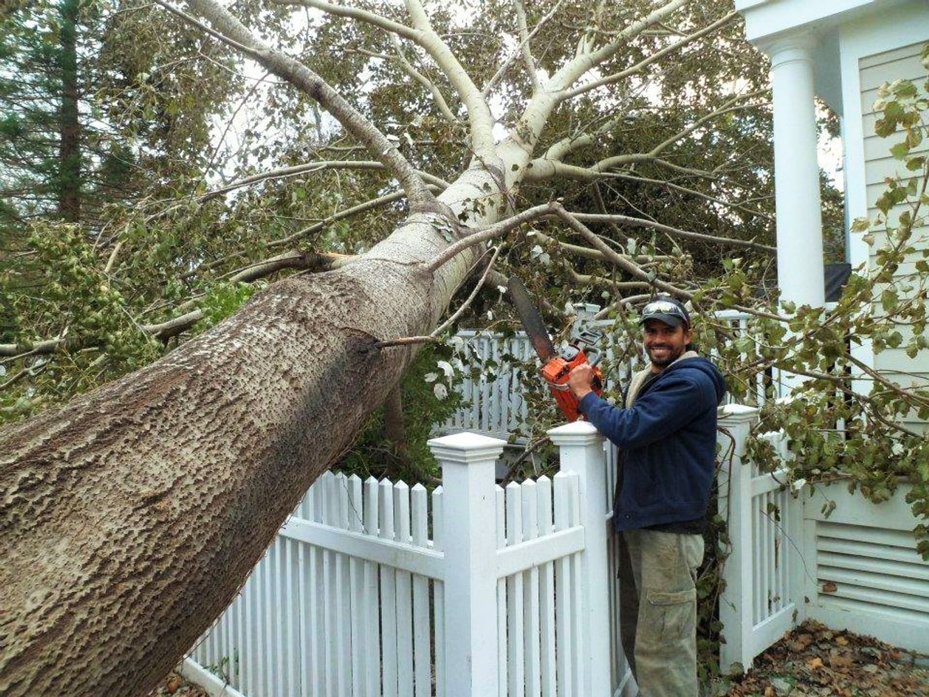 Photo(s) from Brown and Company Tree Specialists LLC