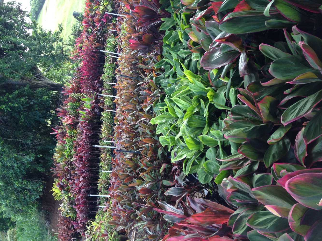 Photos from Kauai Hydroseed & Landscape Llc