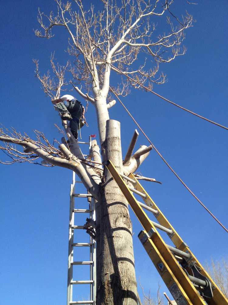 Photo(s) from Chads Chippers Tree Service