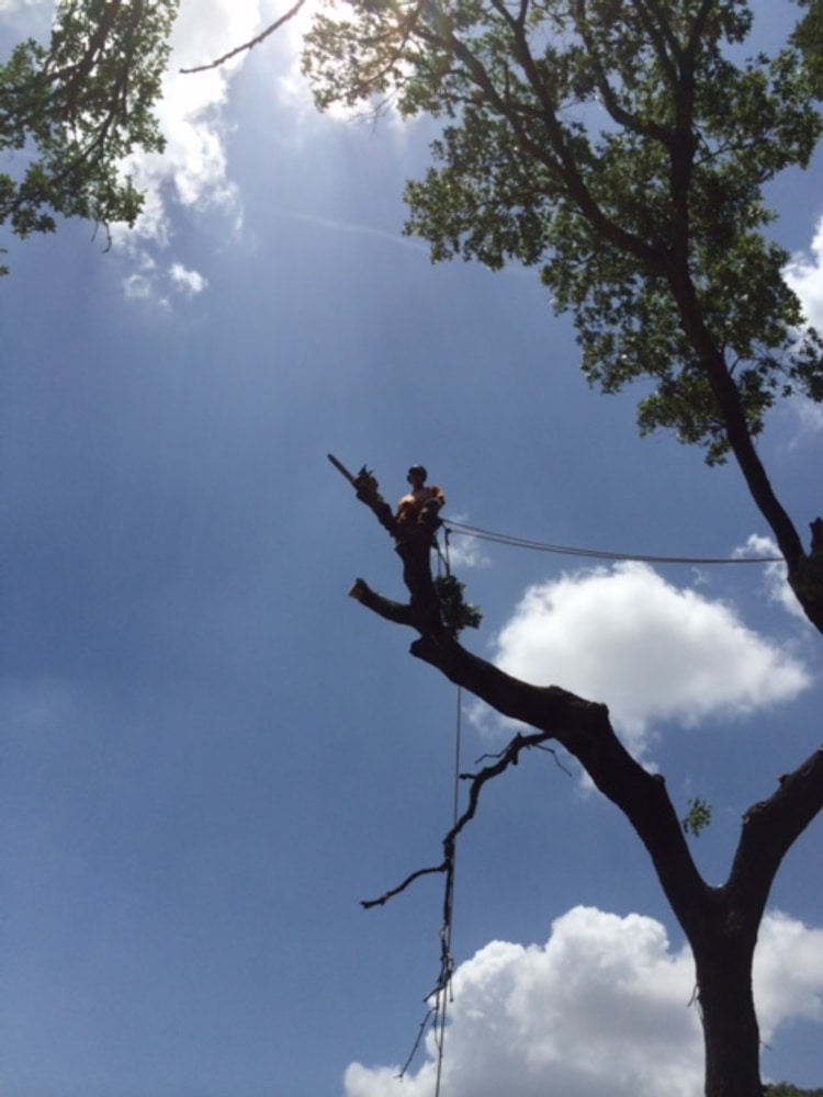 Photo(s) from Hillco Tree & Cedar Solutions