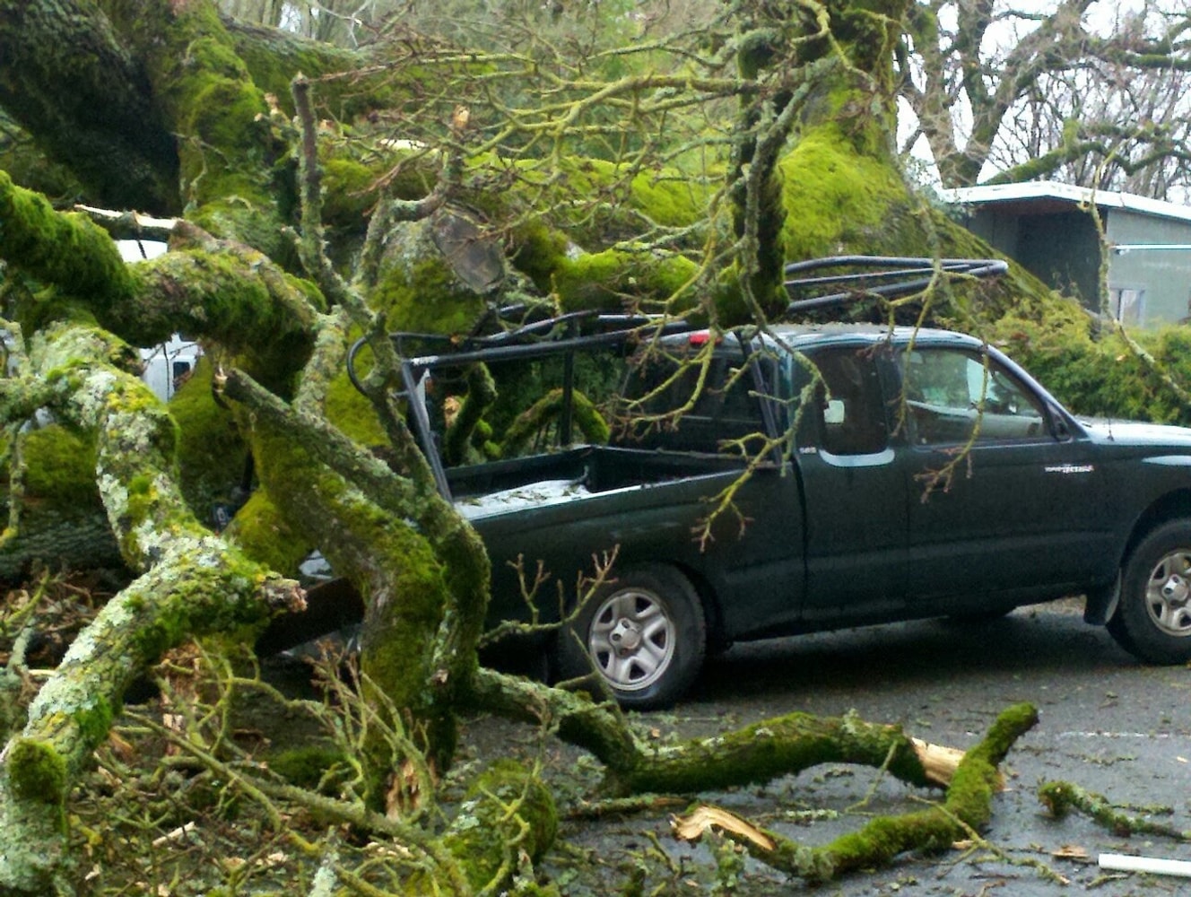 Photo(s) from Top Of The Morning Tree Care