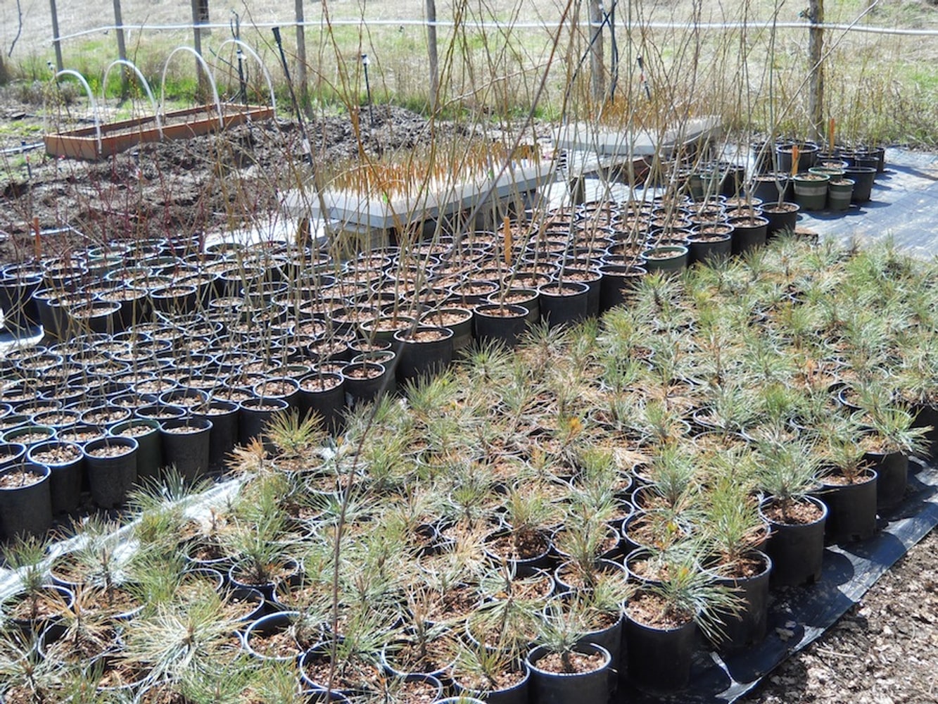 Willow Gulch Nursery Project