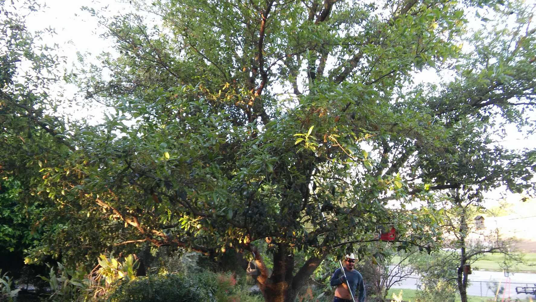 Photo(s) from Almanza Tree Trimming Services