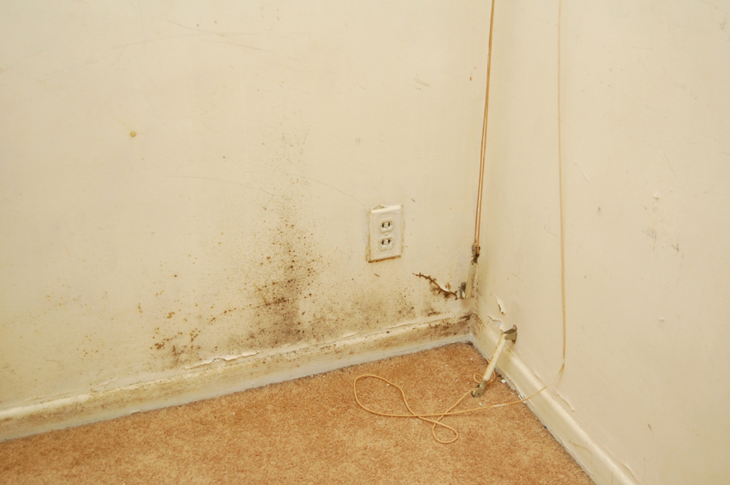 Photos from Rapid Response Restoration