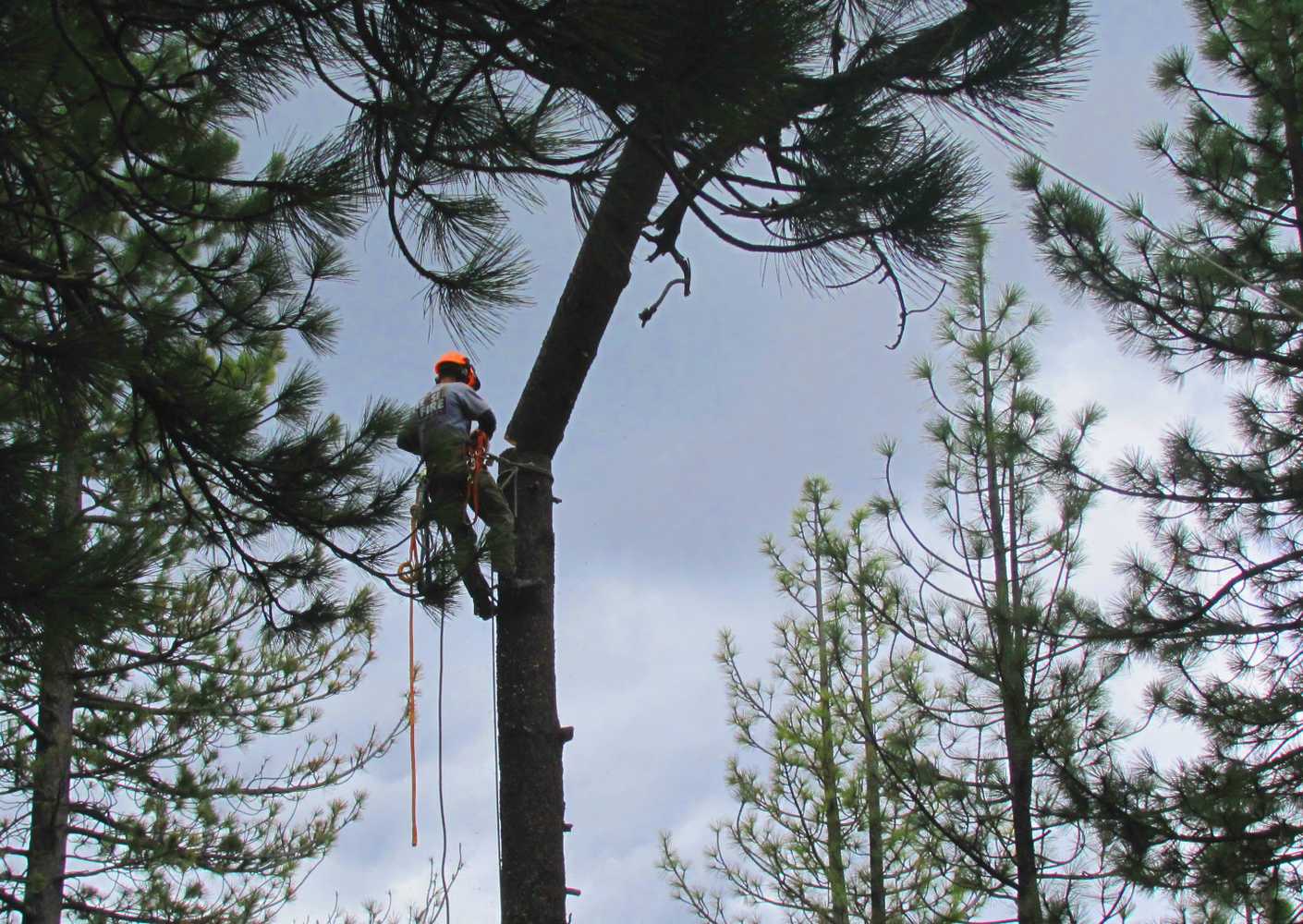 Tree Removals