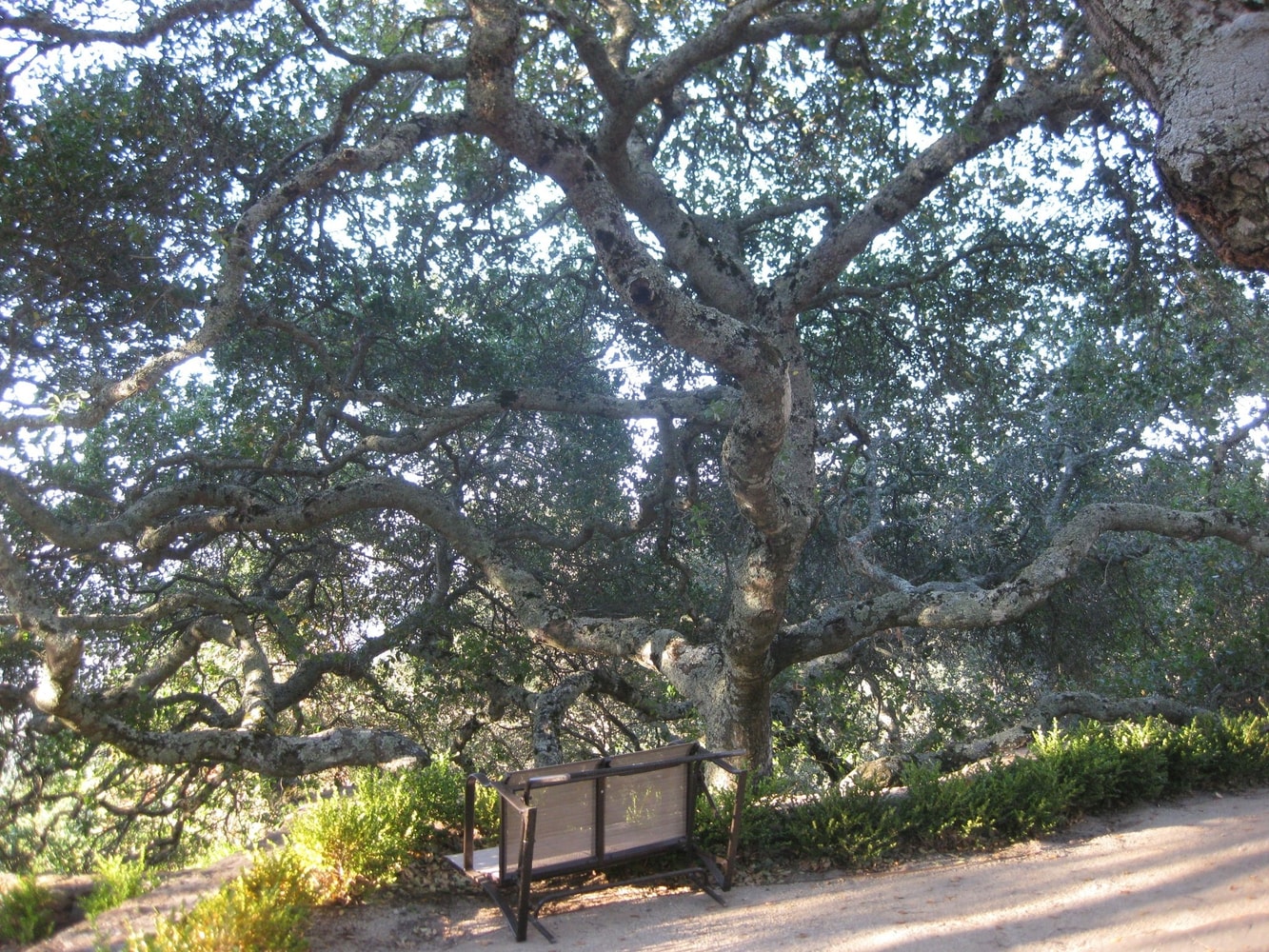 Photo(s) from Top Of The Morning Tree Care