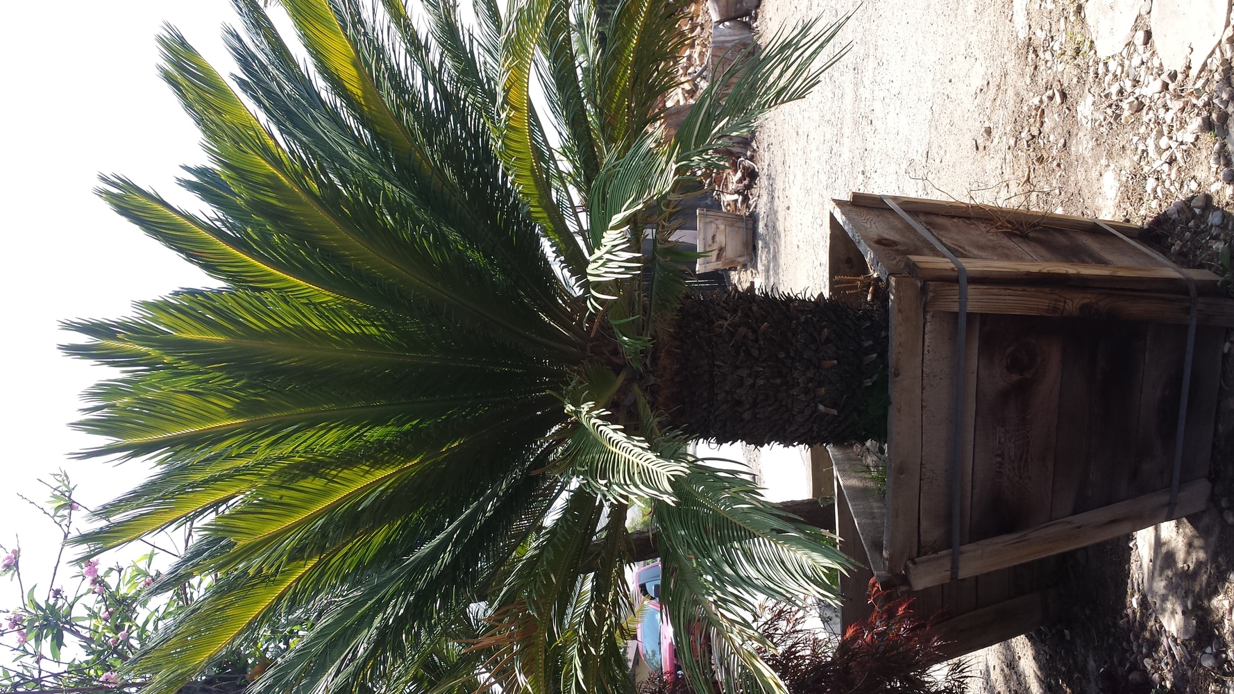 The Complete Yard Service Project