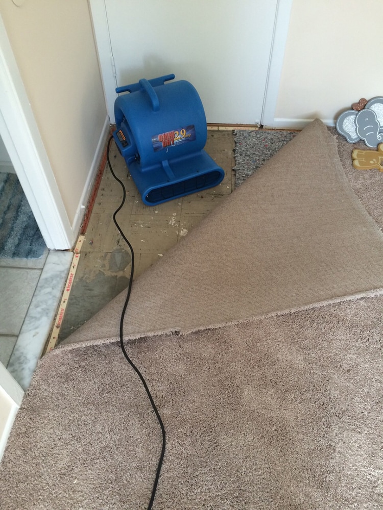 Upholstery Cleaning Services in DC