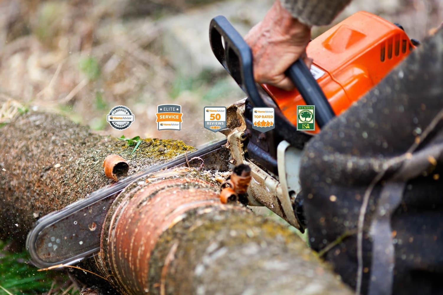 Photos from JL Tree Services