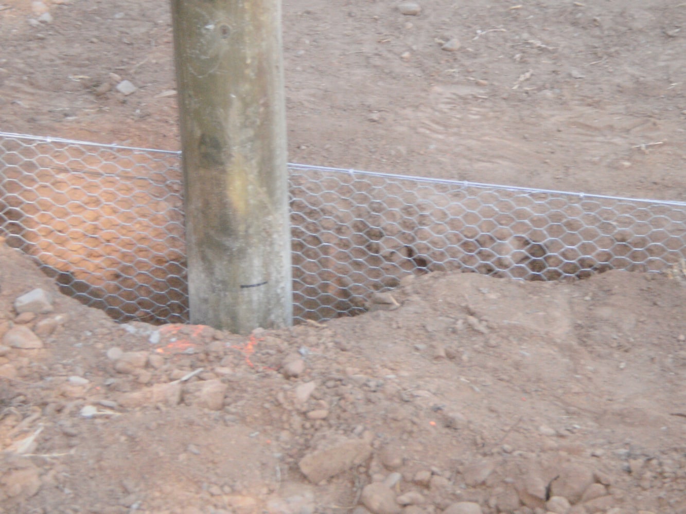 Fence Enclosure for Rescued Cats
