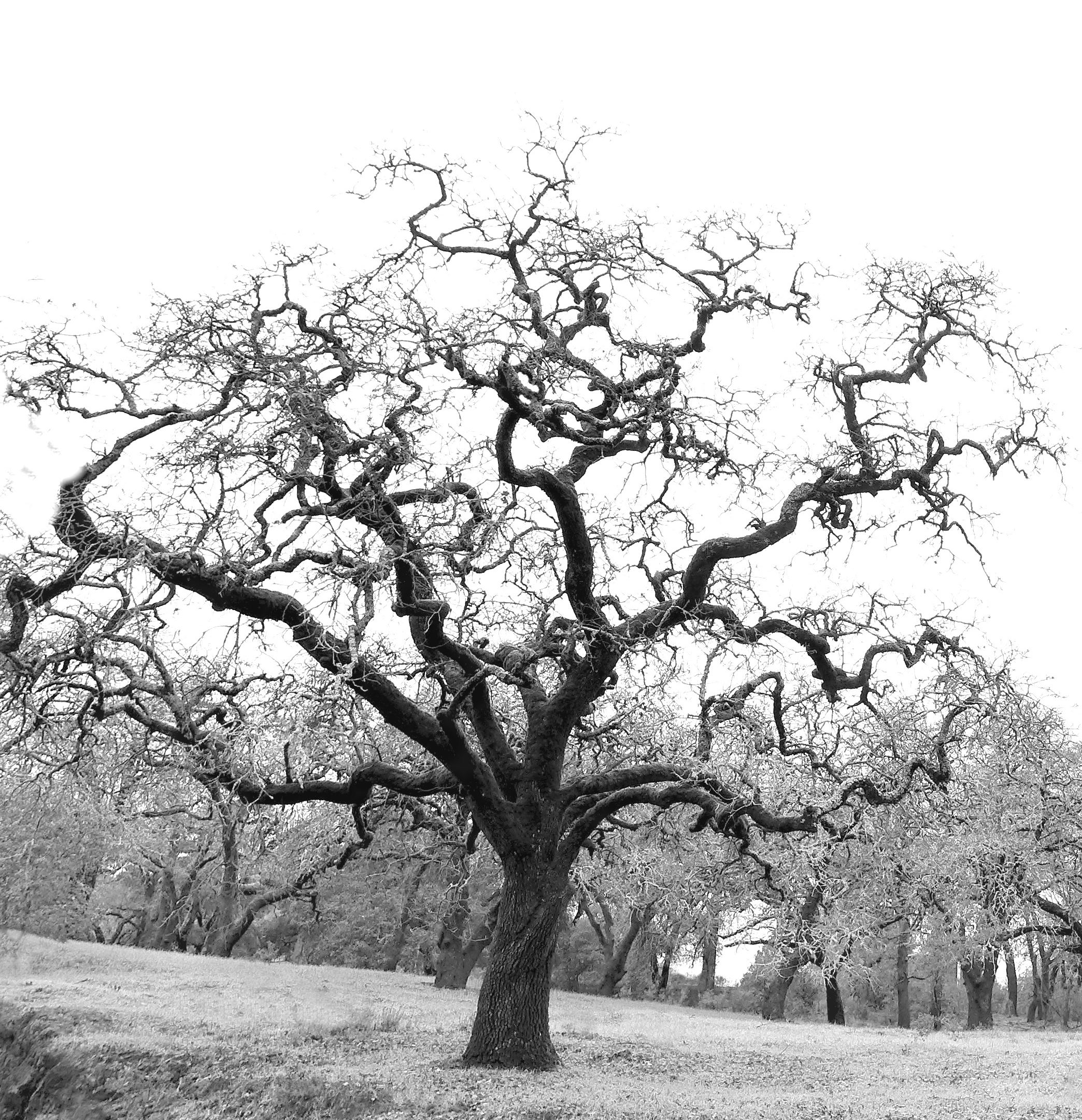 St Helena Hardwood Floors LLC