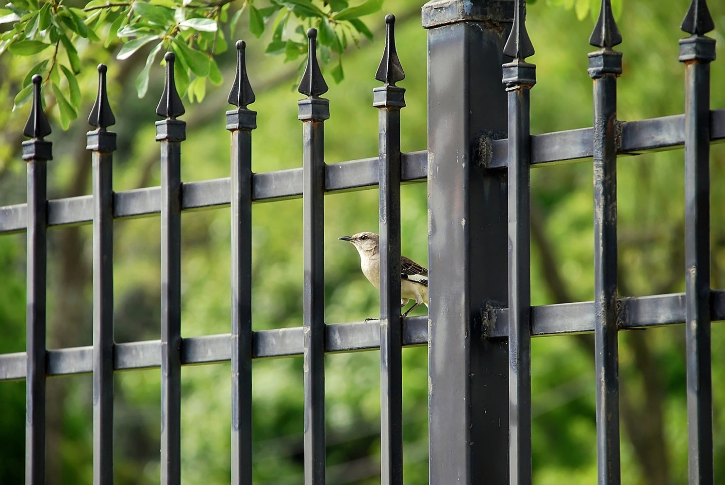 RESIDENTIAL Photo(s) from Denver Fence Construction And Repair