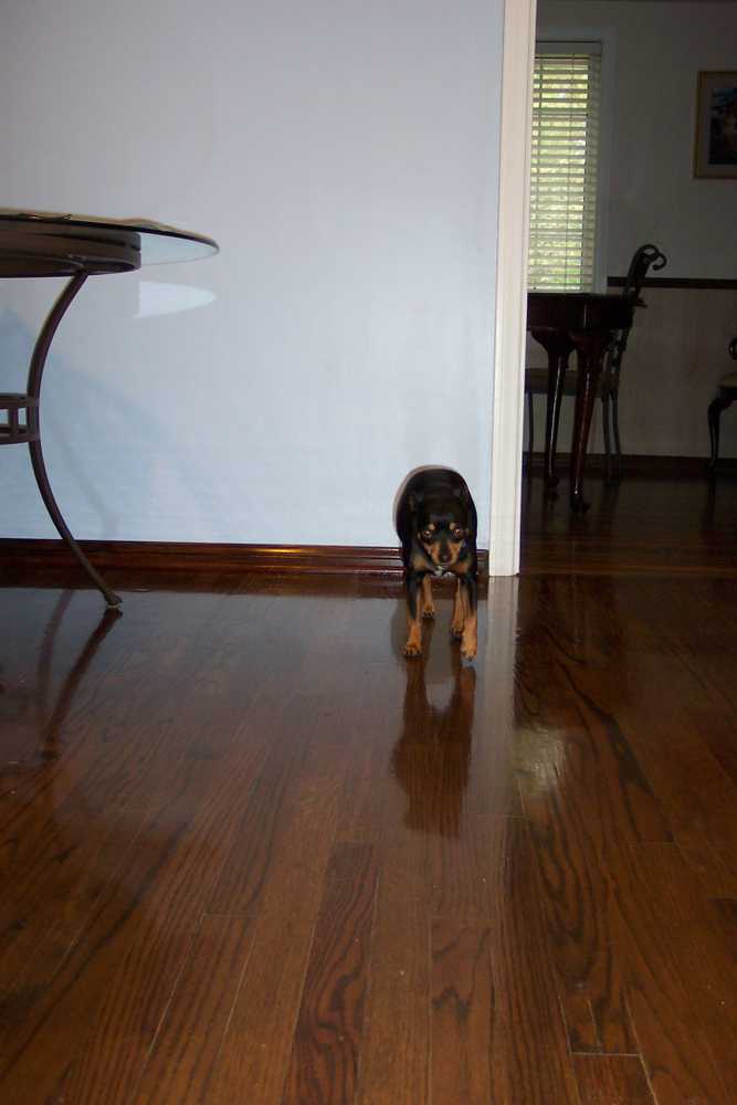 Glenn Allen Hardwood Floor Restoration