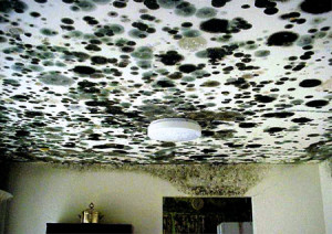 Tarzana Mold Removal and Water Damage